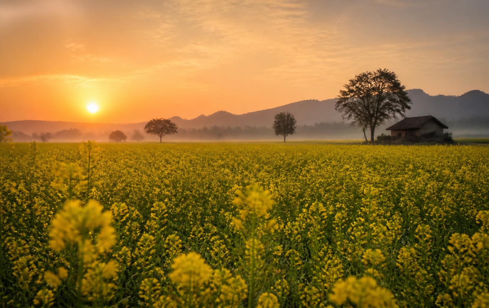 Mustard flowers in bloom at sunrise