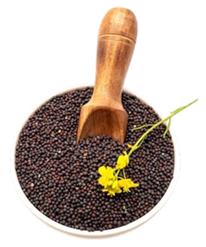 2ec2b499a92b5d0d263ab67d7d6f9ab7-Photoroom 1