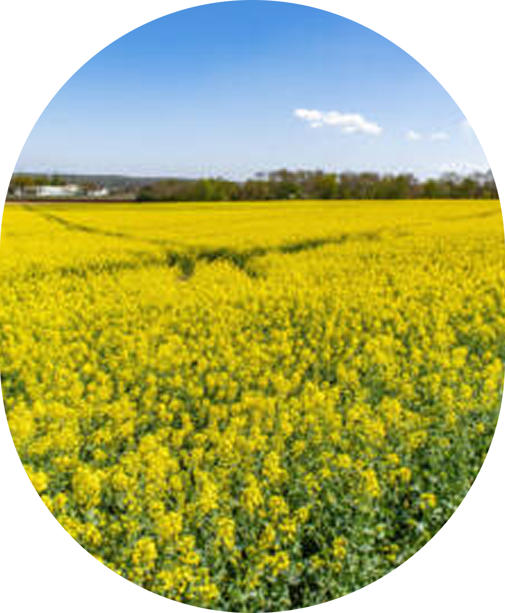 limoncello-small-shots 3 (1)