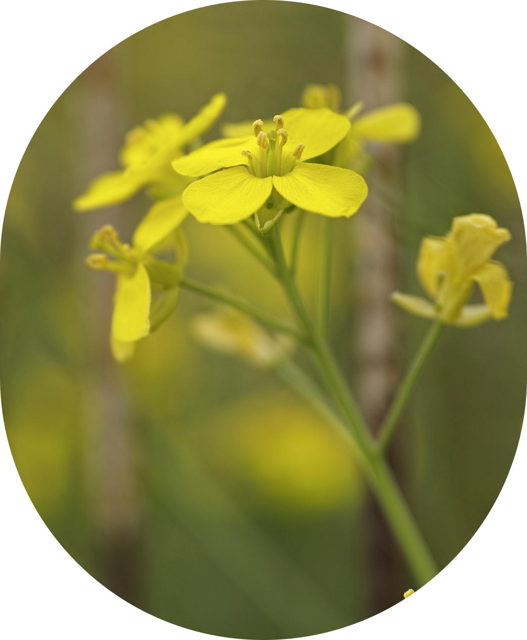 limoncello-small-shots 4 (1)